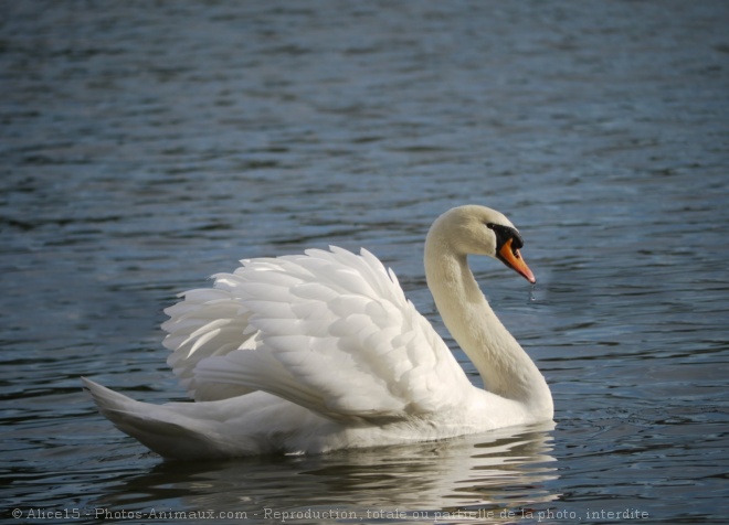 Photo de Cygne