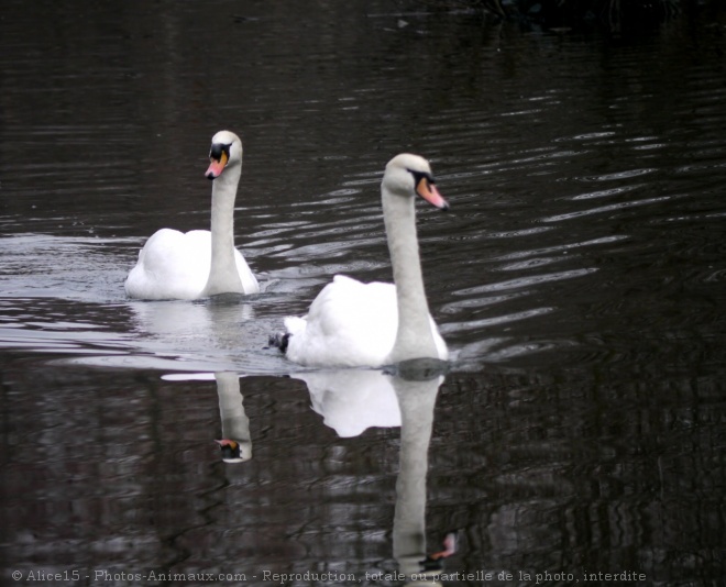 Photo de Cygne