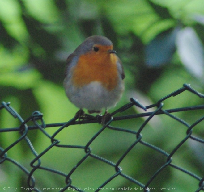 Photo de Rouge gorge