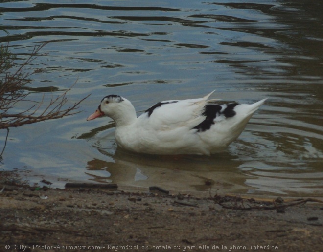 Photo de Canard