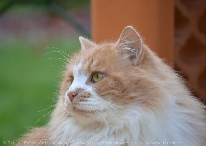 Photo de Chat domestique