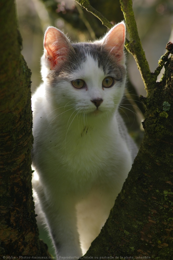 Photo de Chat domestique