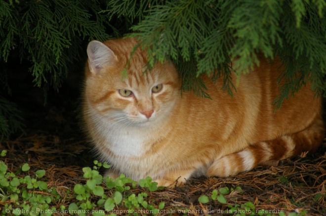 Photo de Chat domestique