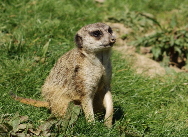 Photo de Suricate