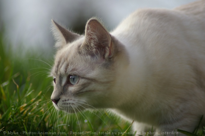 Photo de Chat domestique