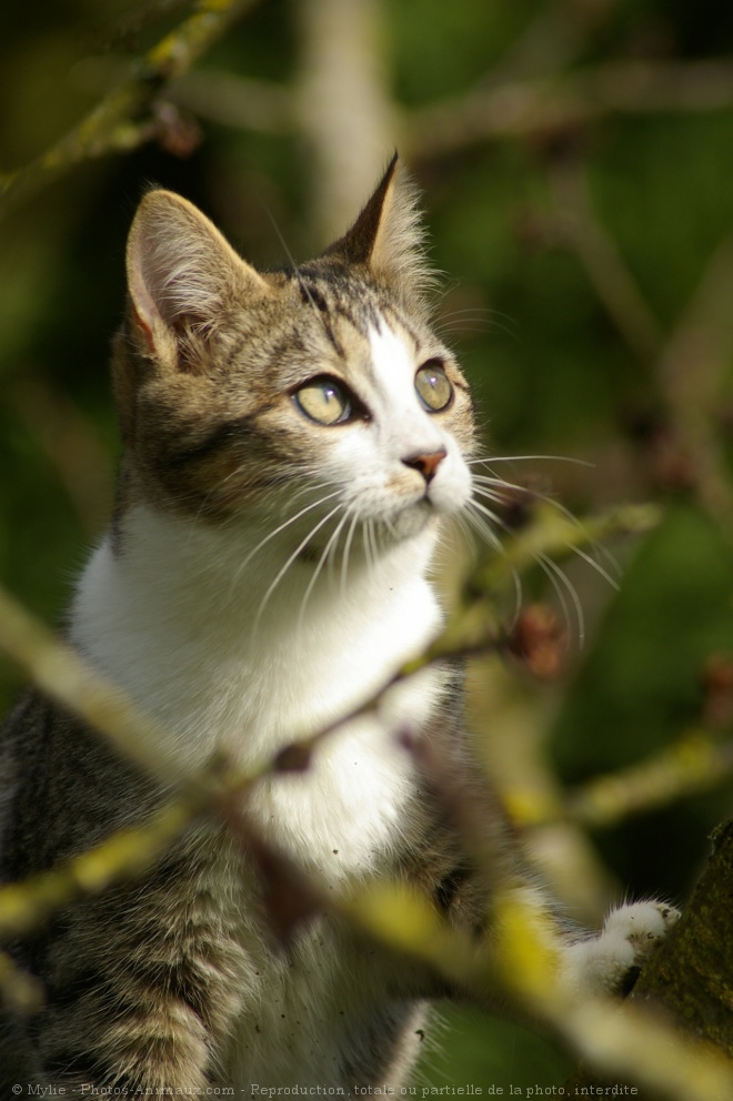 Photo de Chat domestique