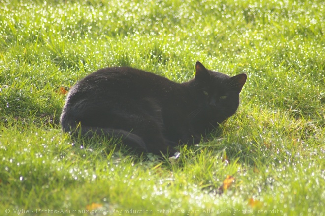 Photo de Chat domestique