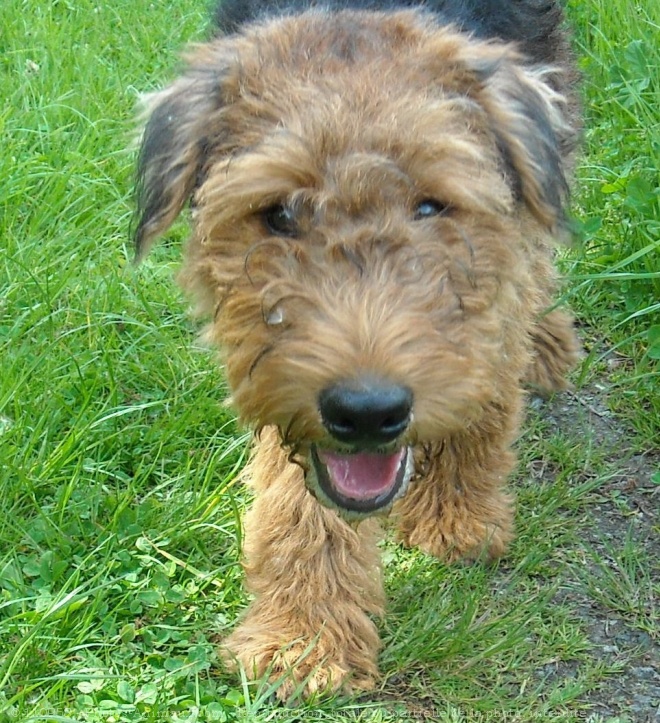 Photo d'Airedale terrier