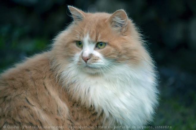 Photo de Chat domestique