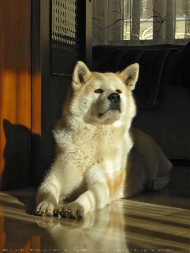 Photo d'Akita inu