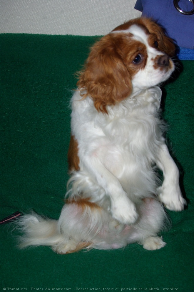 Photo de Cavalier king charles spaniel