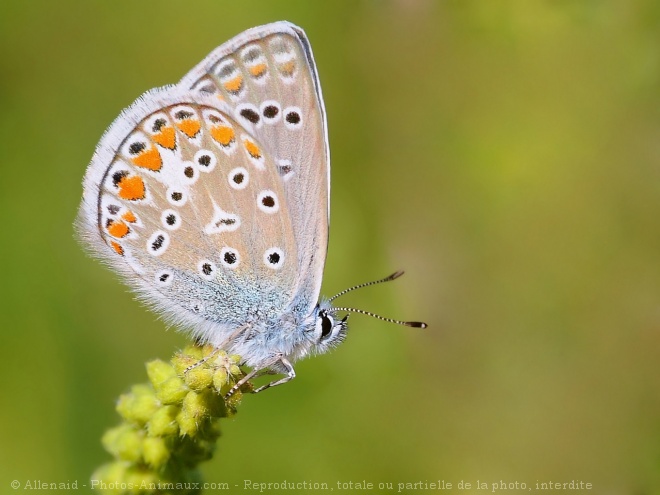 Photo de Papillon - le bel argus