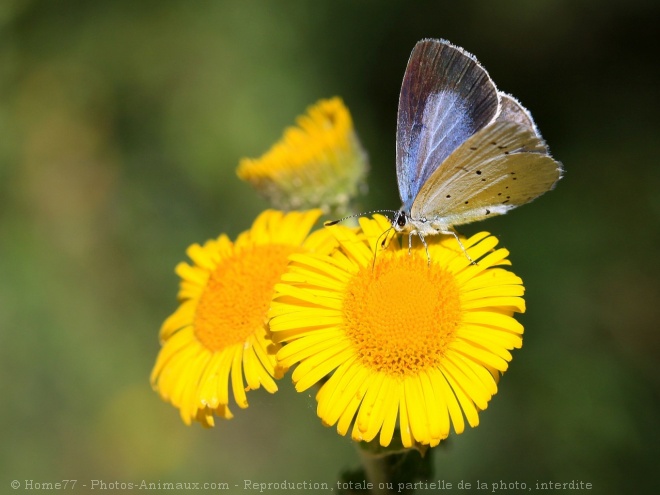 Photo de Papillon