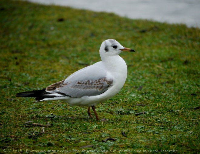 Photo de Mouette