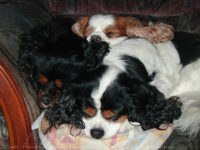 Photo de Cavalier king charles spaniel