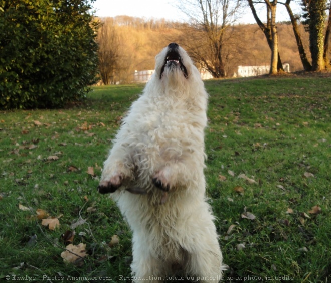 Photo de West highland white terrier