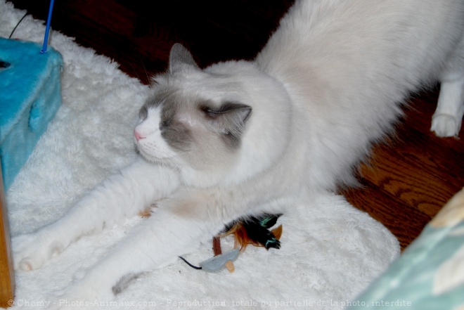 Photo de Ragdoll