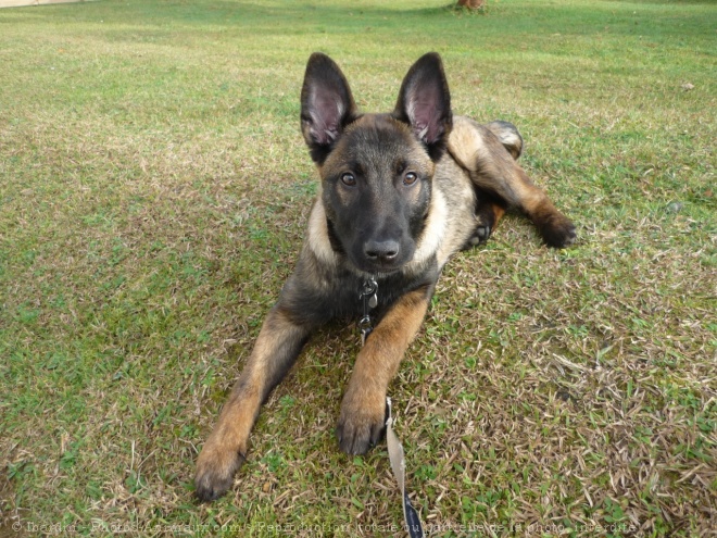 Photo de Berger belge malinois