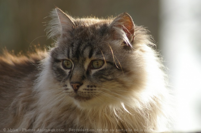 Photo de Chat domestique