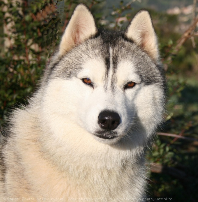 Photo de Husky siberien