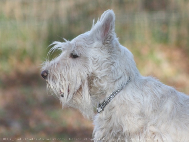 Photo de Scottish terrier