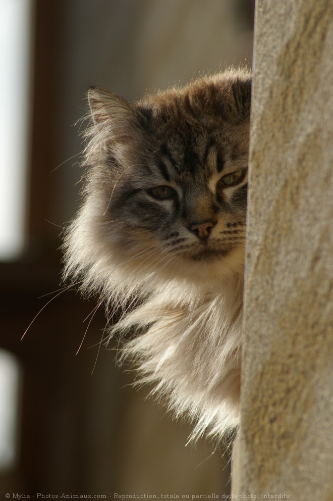 Photo de Chat domestique