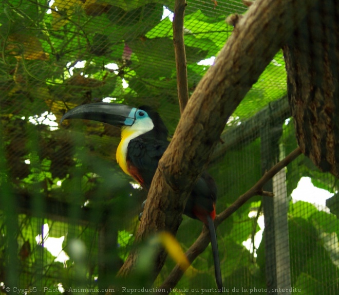 Photo de Toucan