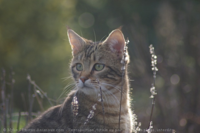 Photo de Chat domestique