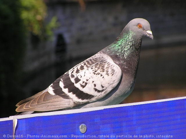 Photo de Pigeon