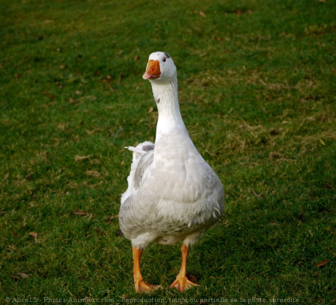 Photo d'Oie blanche