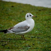 Photo de Mouette