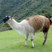 Photo de Lama