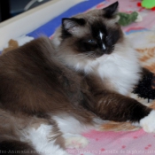 Photo de Ragdoll