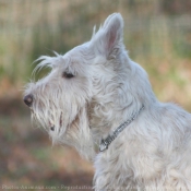 Photo de Scottish terrier