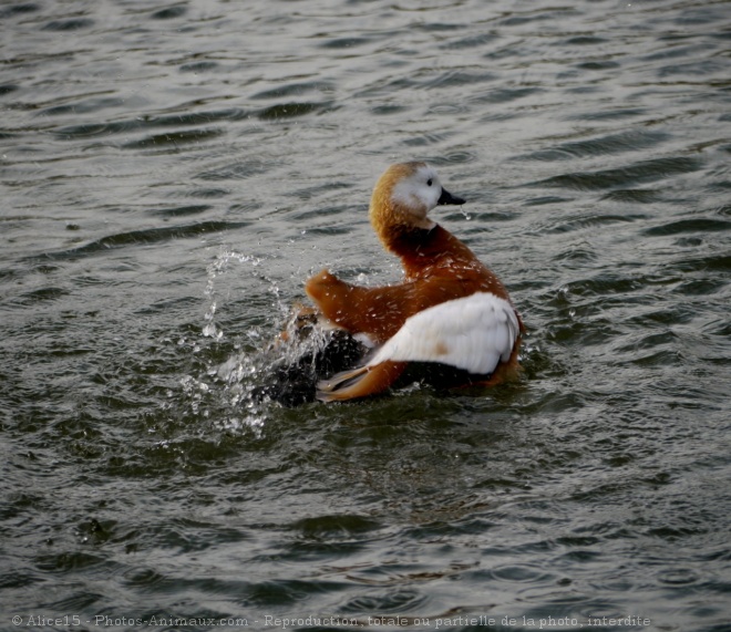 Photo de Canard tadorne casarca