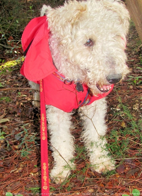 Photo de Fox terrier  poil dur