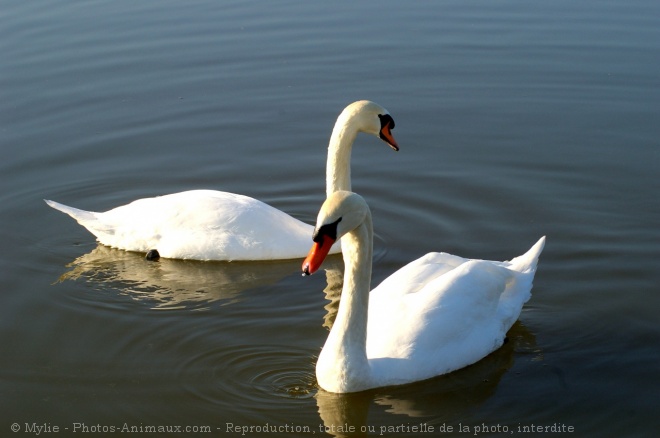 Photo de Cygne