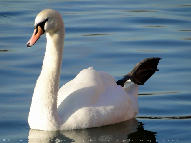 Photo de Cygne