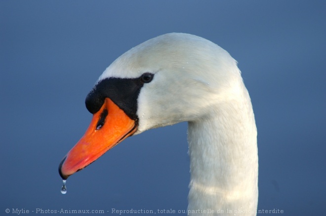 Photo de Cygne