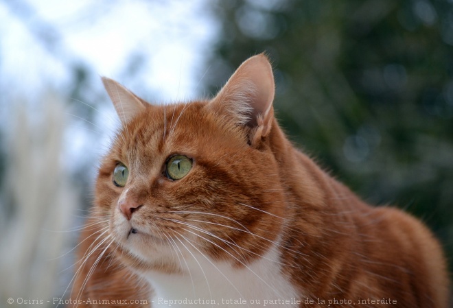 Photo de Chat domestique