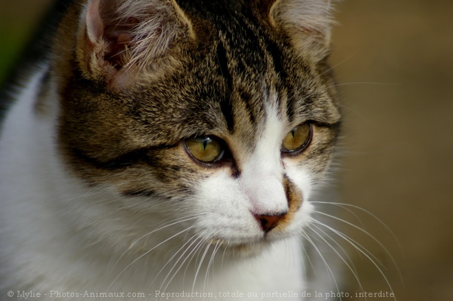 Photo de Chat domestique