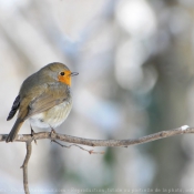 Photo de Rouge gorge