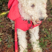 Photo de Fox terrier  poil dur