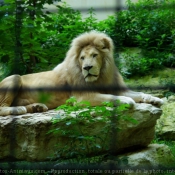 Photo de Lion