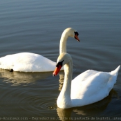 Photo de Cygne