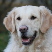 Photo de Golden retriever