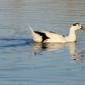 Photo de Canard