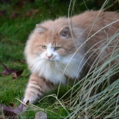 Photo de Chat domestique