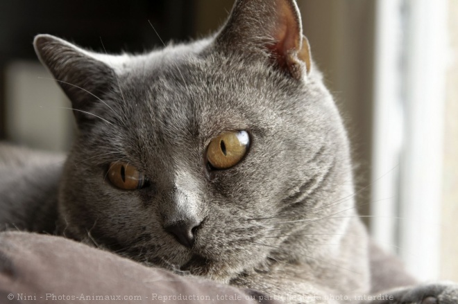 Photo de Chartreux