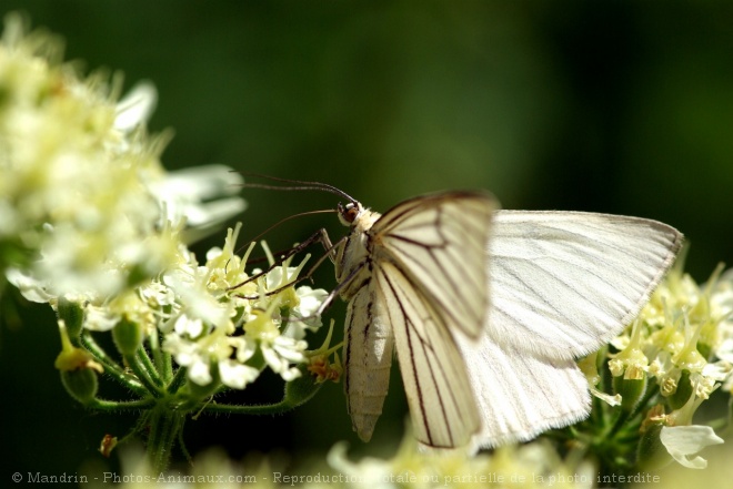 Photo de Papillon